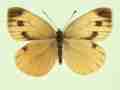Pieris napi female (aberrant form citronea) (Internet Image property of respective owner, non-commercial use only)